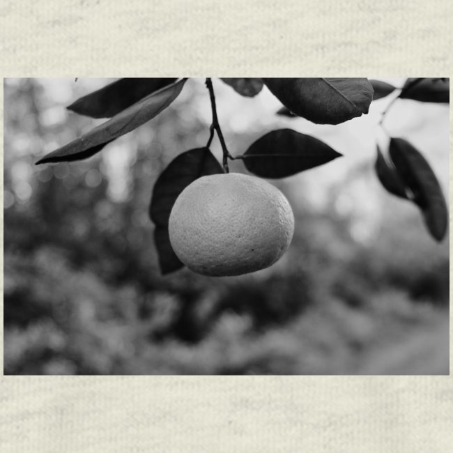 Orange Citrus Fruit Hanging From Tree Outside In T