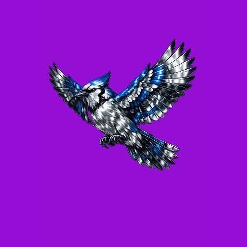 Silver Blue Jay in Flight