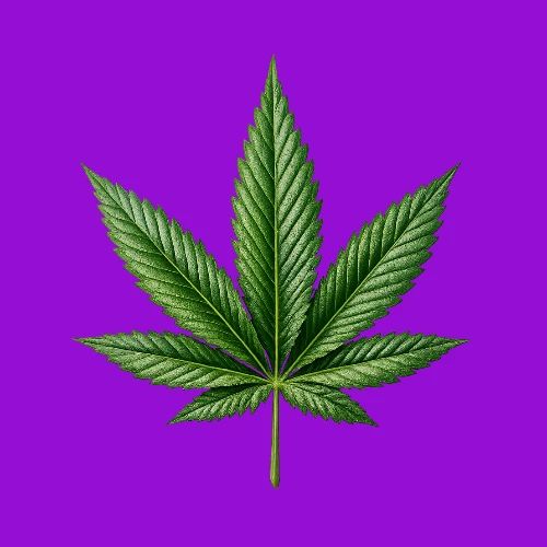 Cannabis Leaf