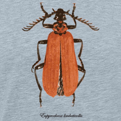 Pyrochroid beetle with species label - Men's Premium T-Shirt