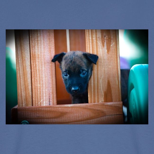 Dutch Shepherd Puppy