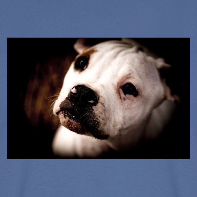 AmericanBullodog (Maybel)