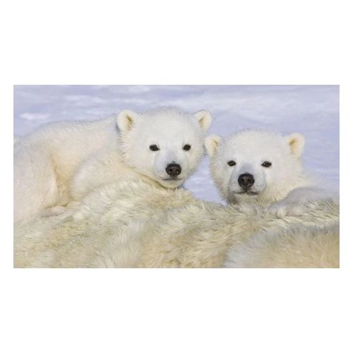 polarbears - Men's Premium T-Shirt