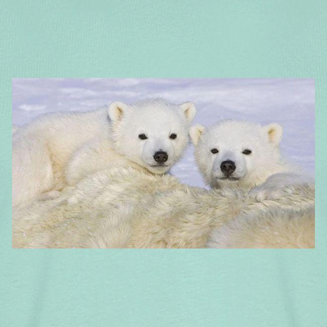 polarbears