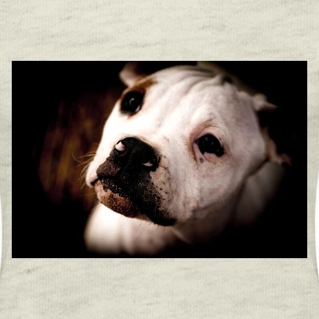 AmericanBullodog (Maybel)