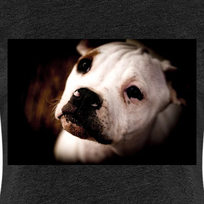 AmericanBullodog (Maybel)