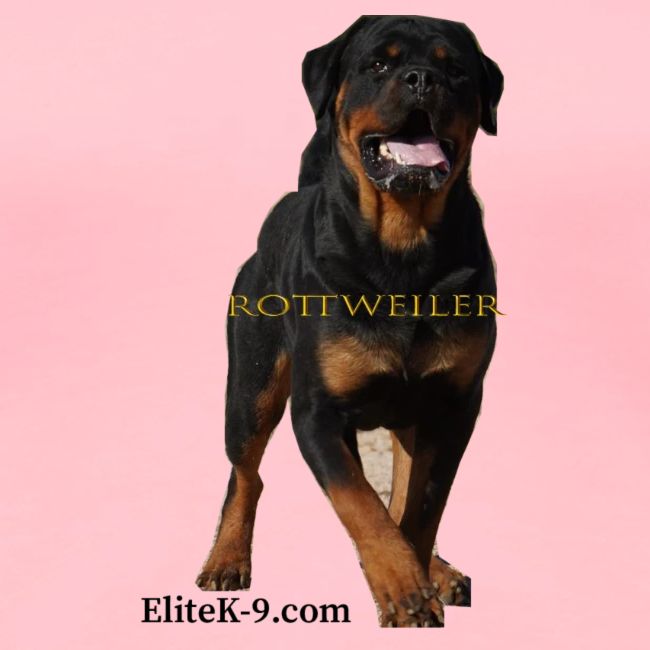 Rottweiler (Yago) 2
