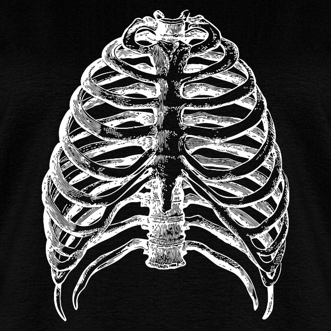Human Rib Cage