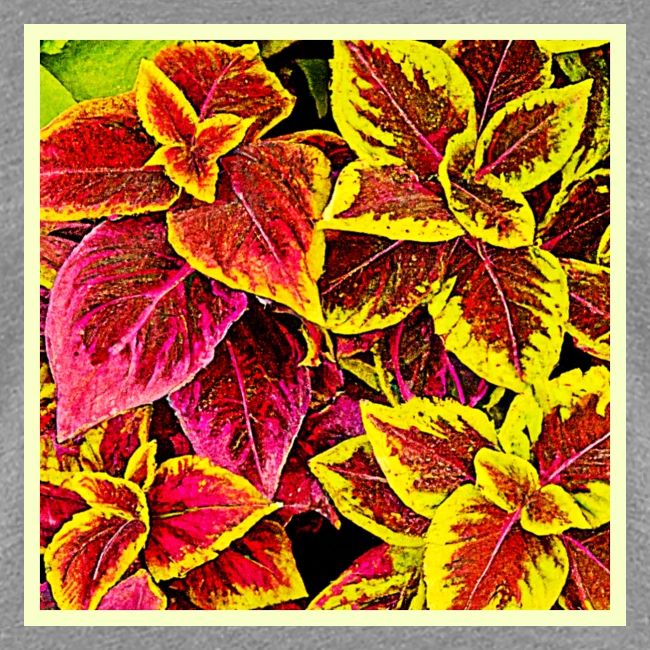 Coleus Leaf Burst Design