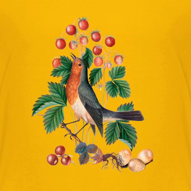 European robin