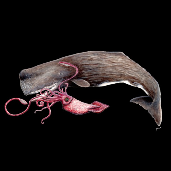 Sperm whale and giant squid battle' Tote Bag | Spreadshirt