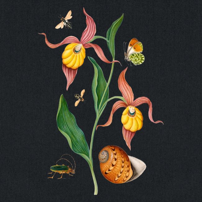 Lady Slipper Orchid