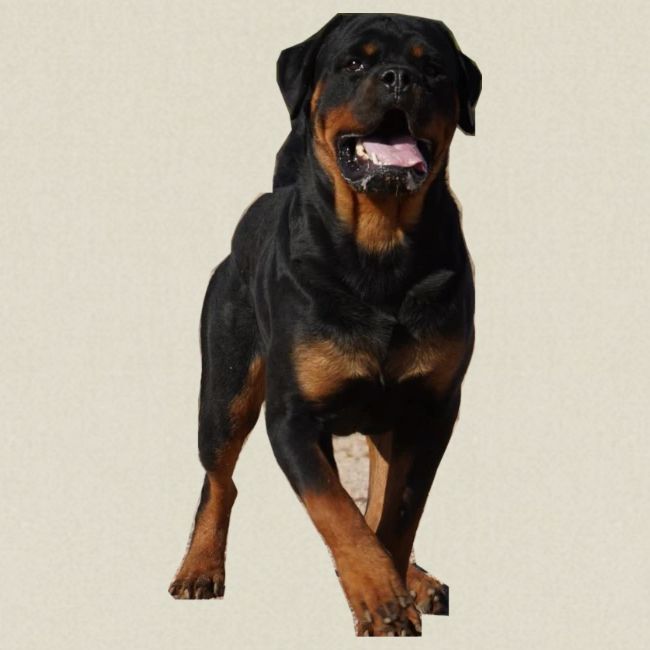 Rottweiler (Yago) 1