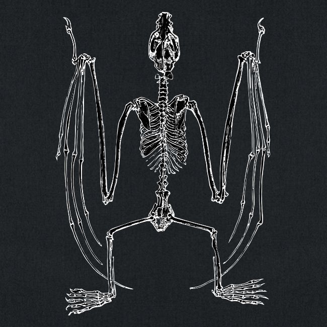 Bat Skeleton