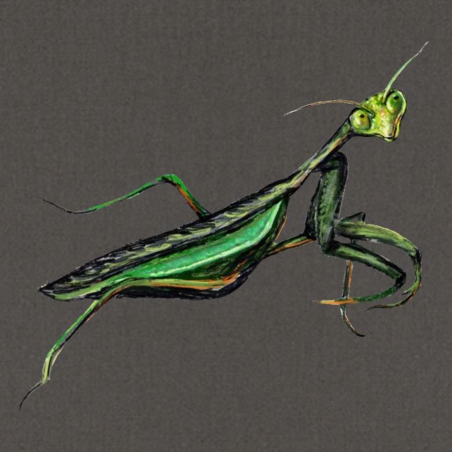 Praying mantis