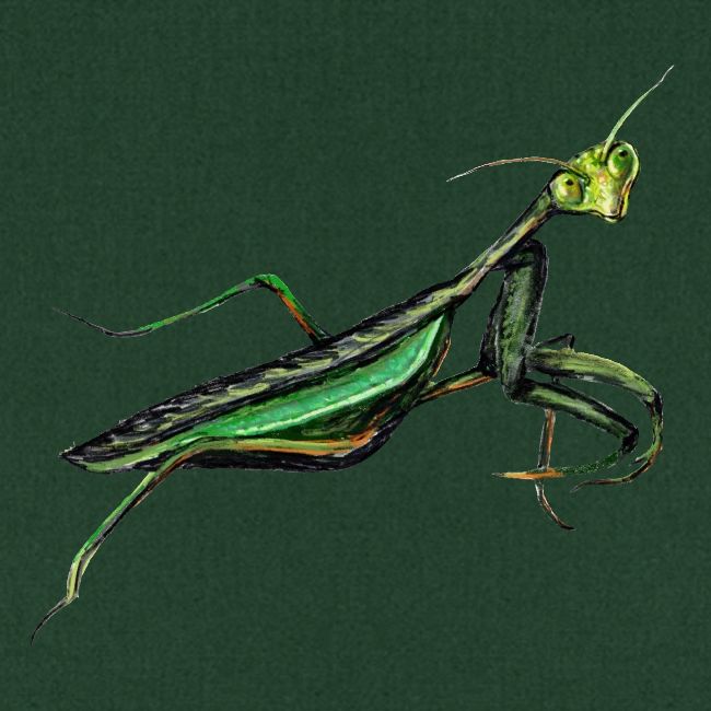 Praying mantis