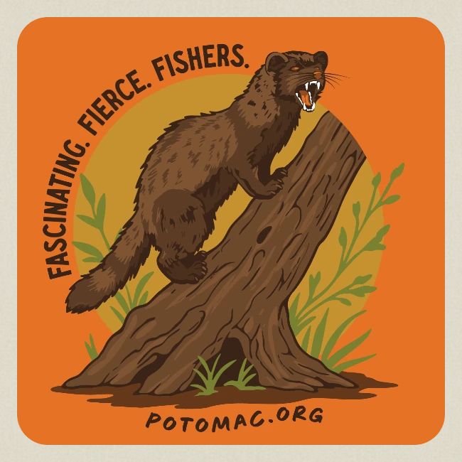 2025 Potomac Animal of the Year: Fisher