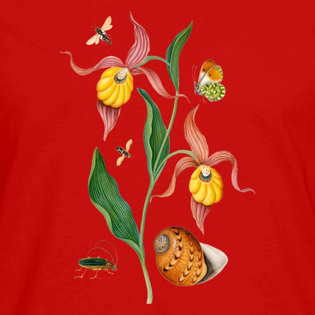Lady Slipper Orchid