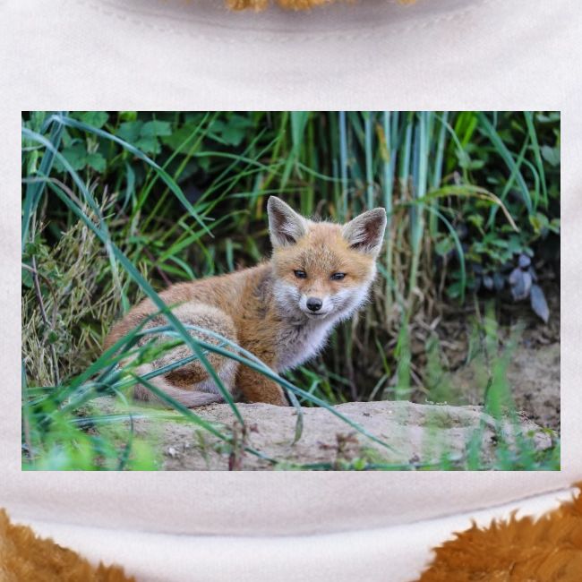 fox