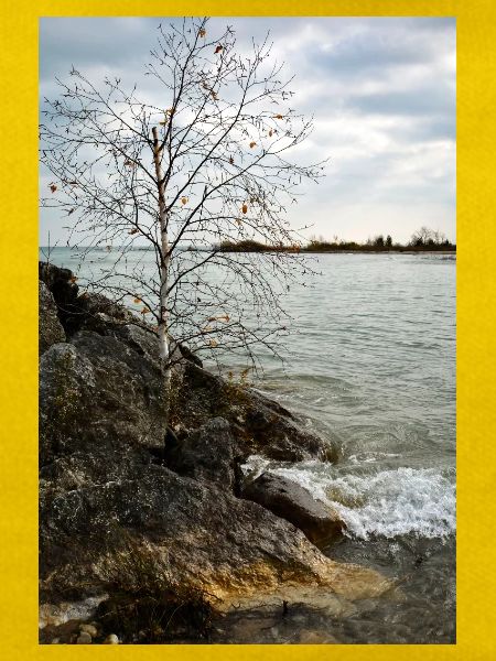tiny tree on shore