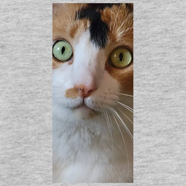 Beautiful Cat