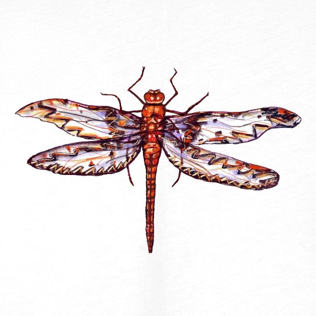 Dragonfly red