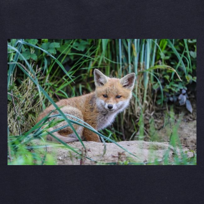 fox
