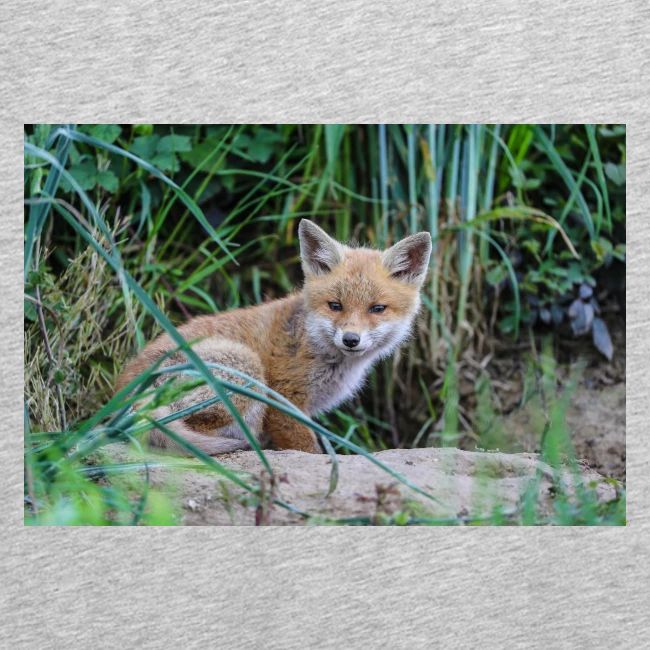 fox