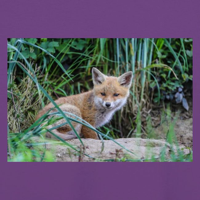 fox