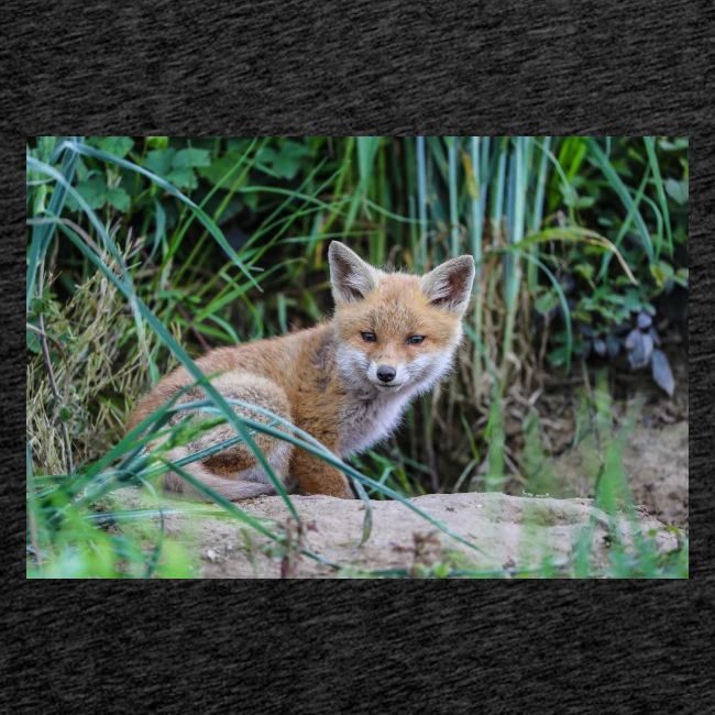 fox