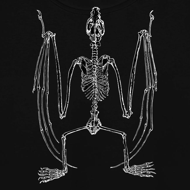 Bat Skeleton