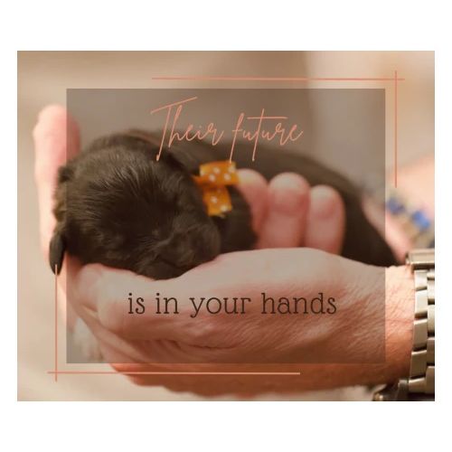 Their Future is in Your Hands - Full Color Mug