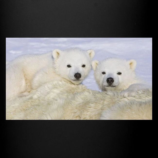 polarbears