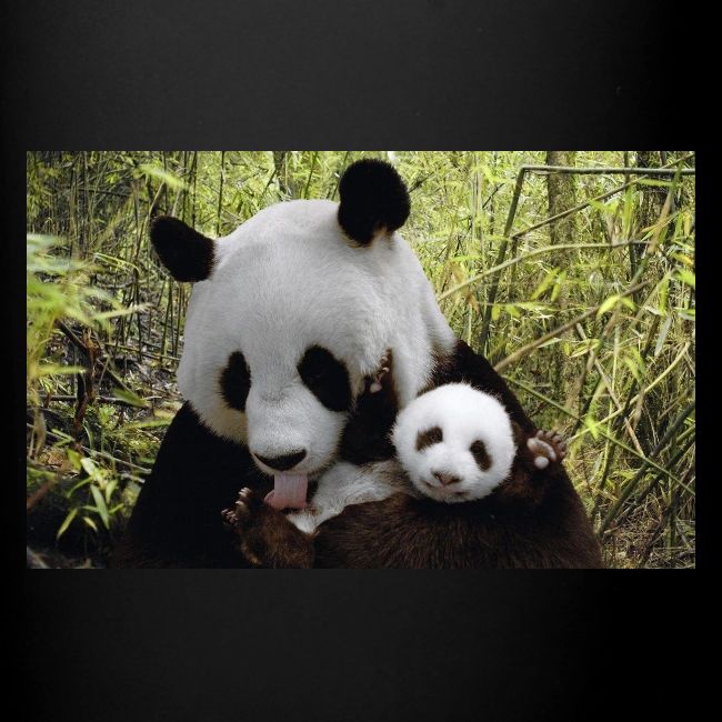 panda