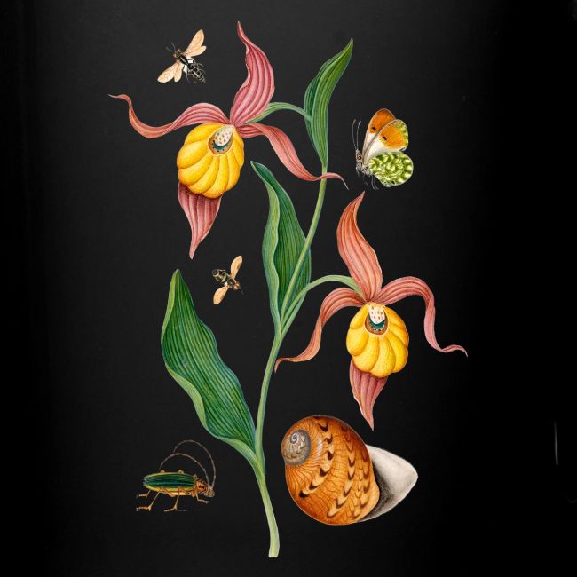 Lady Slipper Orchid