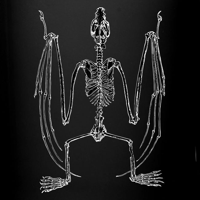 Bat Skeleton