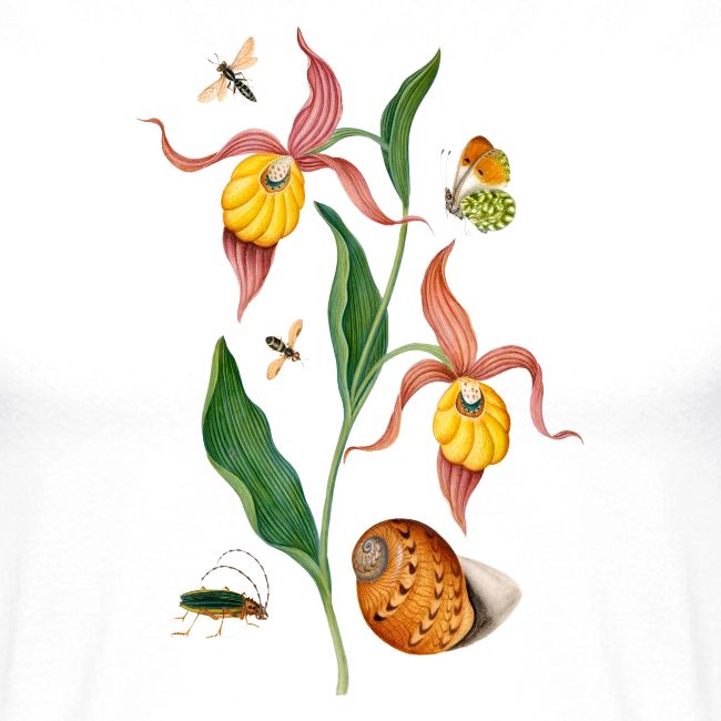 Lady Slipper Orchid