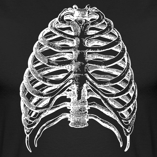 Human Rib Cage