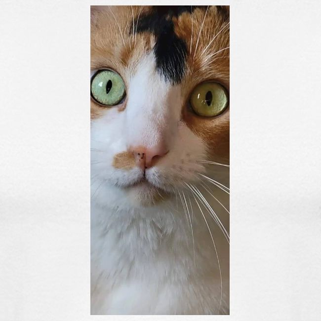 Beautiful Cat