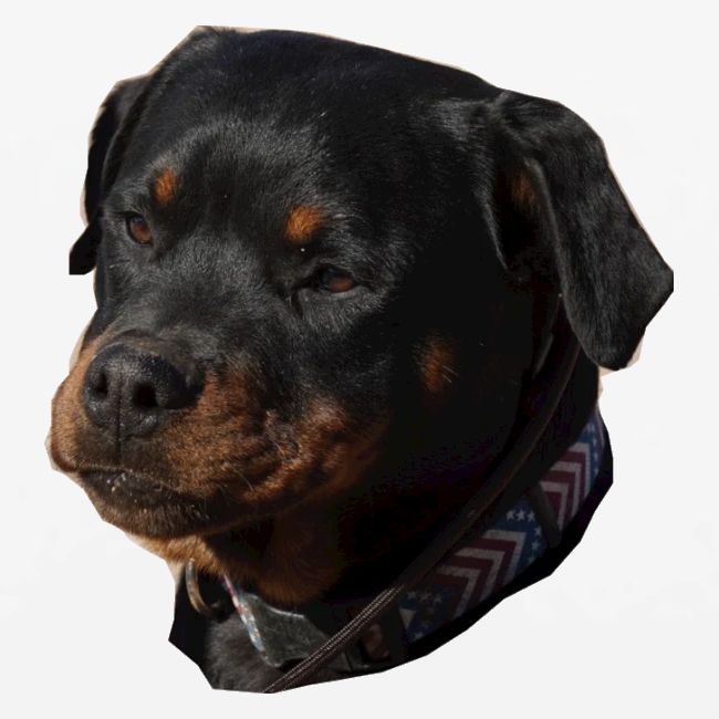 Rottweiler Face