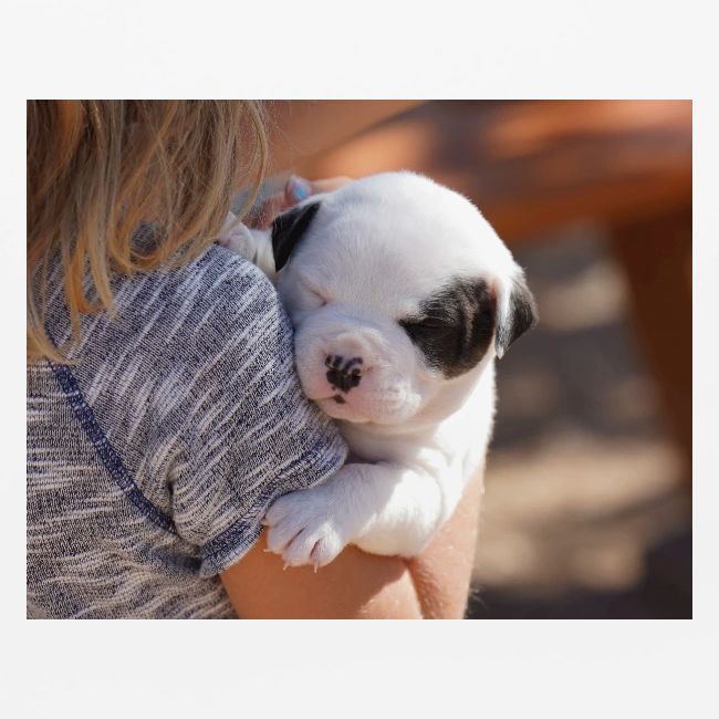 Baby Jordan American Bulldog