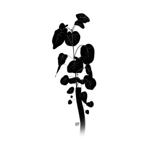 Silhouetted Plant