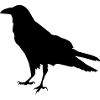 Ravens