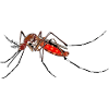 mosquito
