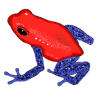 Strawberry Poison Dart Frog