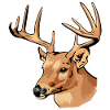 elk 2