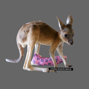 Kangaroo Maddox