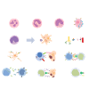 Biologist cells enzymes