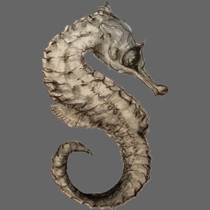 seahorse sea horse