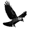 Raven landing